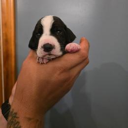 Blue collar male - Black and white male German Shorthaired Pointer puppy in New York from Bishop Kennels
