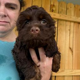 Henrick - Brown male Cockapoo puppy in Holton, Indiana from MoonShine Babies