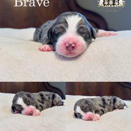 Brave - Merle male Bernedoodle puppy in Spartanburg, South Carolina from Southern Magnolia Bernedoodles