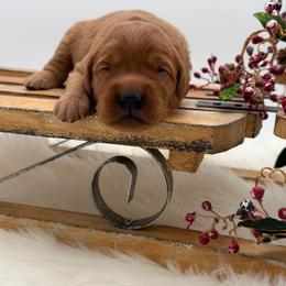 Gray collar - Dark golden female Golden Retriever puppy in Turtlepoint, Pennsylvania from Allegheny River Retrievers