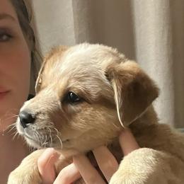 Rosie - Red speckled female Australian Cattle Dog puppy in Saint Albans, Maine from Australian Cattle Cuties and littles