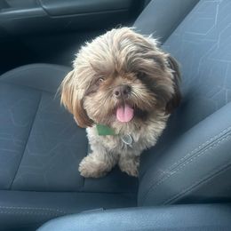 Shih Tzu All Grown Up from I Shih Tzu not Puppies of the Gulf Coast