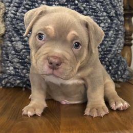 Kuzco - Lilac tri-color male American Bully puppy in Carrollton, Georgia from East Bound and Down Bully’s