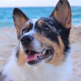 Moose - American Corgi