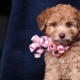 Amara - Merle female Goldendoodle puppy in Forney, Texas from Diamond Doodle Pups and Poodles