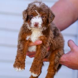 Phineas - Red male Bernedoodle puppy in Dundee, Ohio from Down Home Doodle