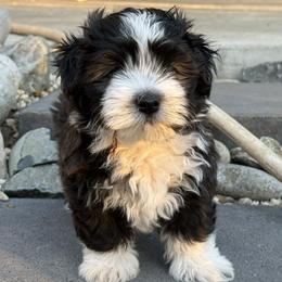 Havanese puppies from Cielo Havanese