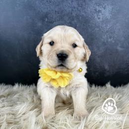 Latte - White female Companion Cross puppy in Utah County, Utah from Big Hearted Breeders
