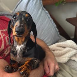 Danny - Dapple male Dachshund puppy in Richmond, Kentucky from Cemcade Dachshunds