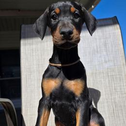 Brown - Black and rust female Doberman Pinscher puppy in Denham Springs, Louisiana from Franklin Dobermans