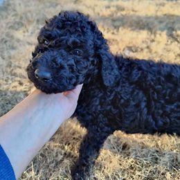Poodle Puppies from Luck O the Doodle
