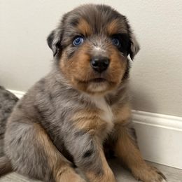 Gronk - Blue merle male Australian Shepherd puppy in East Hartford, Connecticut from CT Aussies