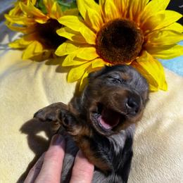 Stanley 2850 - Black and tan male Dachshund puppy in Oscoda, Michigan from Northland Dachshunds