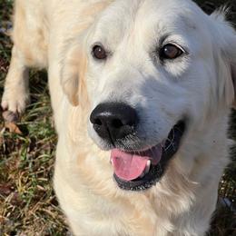 Gertie - Golden Retriever