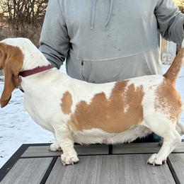 Basset Hounds from BnL Bassets