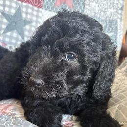 Pink girl - Black female Goldendoodle puppy in Strattanville, Pennsylvania from Goldhaly Peach Doodles