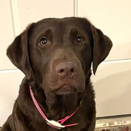 Styx - Labrador Retriever