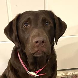 Styx - Labrador Retriever