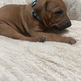 Rhodesian Ridgeback Puppies from blueridgebacks