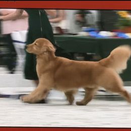 Pancu - Golden Retriever