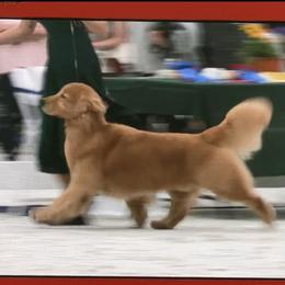 Pancu - Golden Retriever