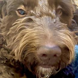 Bailey - Goldendoodle