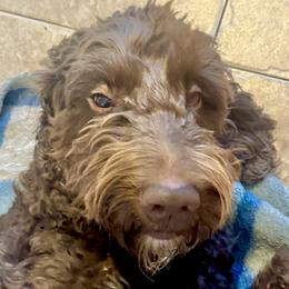 Bailey - Goldendoodle