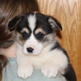 Dodge - Black and tan male Pembroke Welsh Corgi puppy in Greentop, Missouri from Sevits Corgis & Golden Retrievers