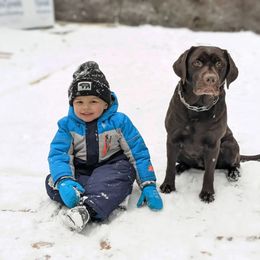 Baker - Labrador Retriever