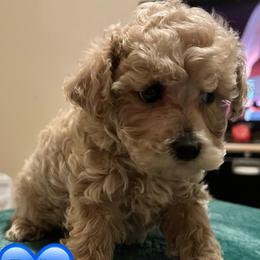 Eddie - Cream male Poodle puppy in Bedford, Texas from S.H.A.R.P.’s Toy Poodles