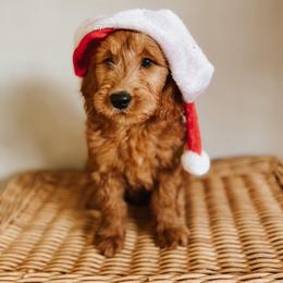 Goldendoodle Puppies from J+A Family Doodles