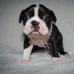 Boston Terrier Puppies from Boston's Boston Terriers AKC