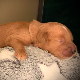 SmithDoodles BOY 1 - Apricot male Goldendoodle puppy in Portland, Oregon from Smith Family Doodles