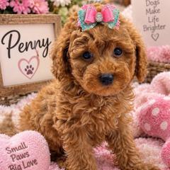 Penny - Red  female Goldendoodle puppy in Cooper City, Florida from Jenny La Bone