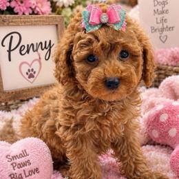 Penny - Red  female Goldendoodle puppy in Cooper City, Florida from Jenny La Bone