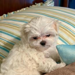 Girl 1 - White female Maltese puppy in North Port, Florida from Sandykov
