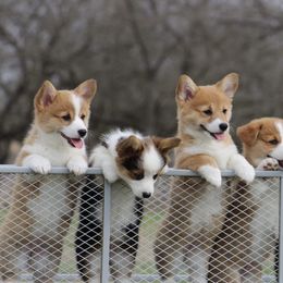 Cardigan Welsh Corgi and Pembroke Welsh Corgi Puppies from QueenE Corgi Farm