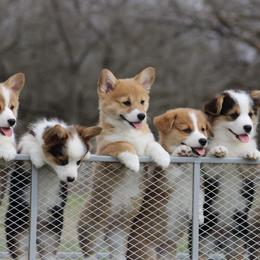 Cardigan Welsh Corgi and Pembroke Welsh Corgi Puppies from QueenE Corgi Farm