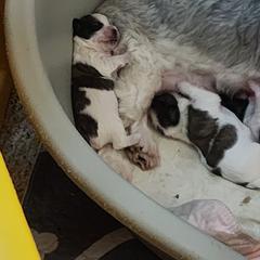 Mal-Shi, Maltese, and Shih Tzu Puppies from Michigan Maltese Puppies