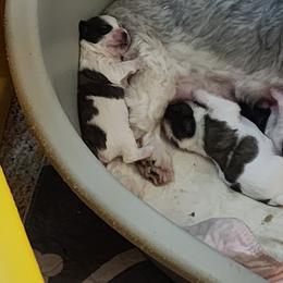 Mal-Shi, Maltese, and Shih Tzu Puppies from Michigan Maltese Puppies