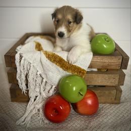 Lucas - Sable and white male Collie puppy in Chilhowie, Virginia from Jolly Collies
