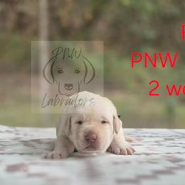 Frank - Yellow male Labrador Retriever puppy in Rogue River, Oregon from PNW Labradors