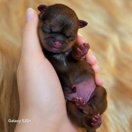 Avalon - Red female Shih Tzu puppy in Richmond, Texas from Aleka Shih Tzu