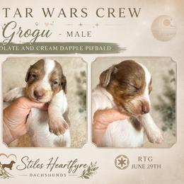 Grogu - Chocolate and cream male Dachshund puppy in South Fulton, Tennessee from Stiles' Heartfyre Dachshunds