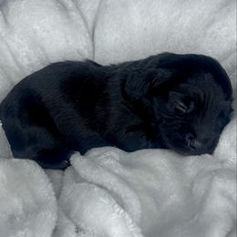 Shadow - Black male Dachshund puppy in Los Angeles, California from Mini Doxies R Us