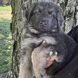 Oliver - Blue male German Shepherd puppy in Watervliet, Michigan from M&M Shepherd Farms