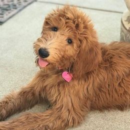 Goldendoodles from Dailey Doodles
