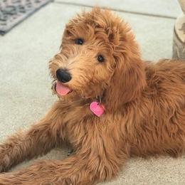 Goldendoodles from Dailey Doodles