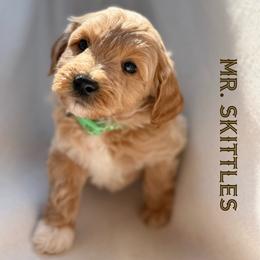 Mr. Skittles - Apricot male Goldendoodle puppy in Sacramento, California from Dandy Doodles Goldendoodles