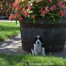 Cockapoo Puppies from Cute Cockapoos
